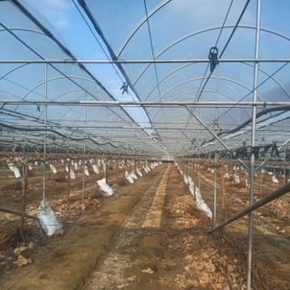 신명호님의 포도 · 영농일지 작성글 사진