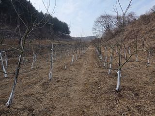 이선희님의 사과 · 영농일지 작성글 사진