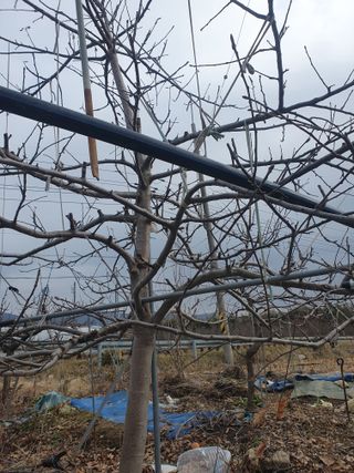 엄기덕님의 시금치 · 영농일지 작성글 사진