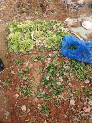 엄기덕님의 시금치 · 영농일지 작성글 사진