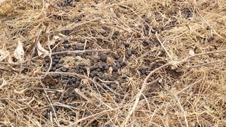 여우내 이순홍님의 기타작물 · 영농일지 작성글 사진