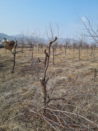 최기동님의 기타작물 · 영농일지 작성글 사진