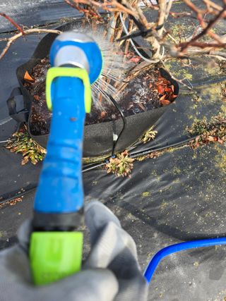 김유숙님의 블루베리 · 영농일지 작성글 사진