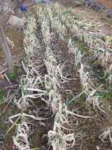 팜모닝 시금치·영농일지 게시글 이미지