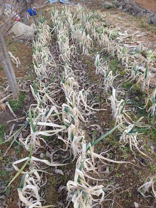 엄기덕님의 시금치 · 영농일지 작성글 사진