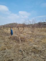 팜모닝 기타작물·영농일지 게시글 이미지