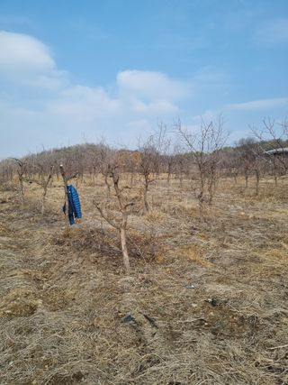 최기동님의 기타작물 · 영농일지 작성글 사진