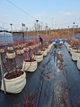 김한수님의 블루베리 · 영농일지 작성글 사진