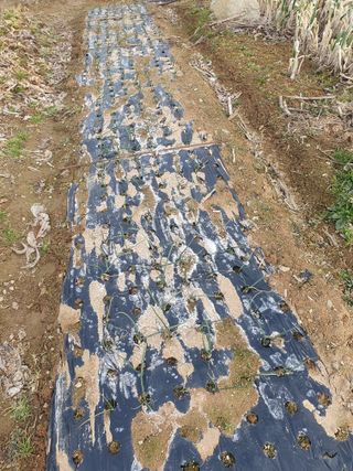 엄기덕님의 시금치 · 영농일지 작성글 사진