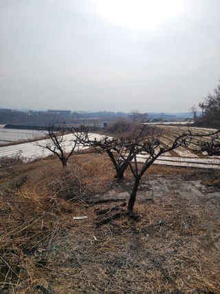 화양초보님의 자두 · 영농일지 작성글 사진