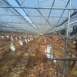 팜모닝 포도·영농일지 게시글 이미지