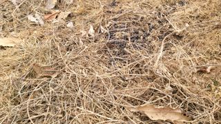 여우내 이순홍님의 기타작물 · 영농일지 작성글 사진