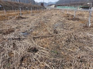 이선희님의 사과 · 영농일지 작성글 사진