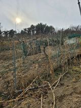 팜모닝 배·영농일지 게시글 이미지