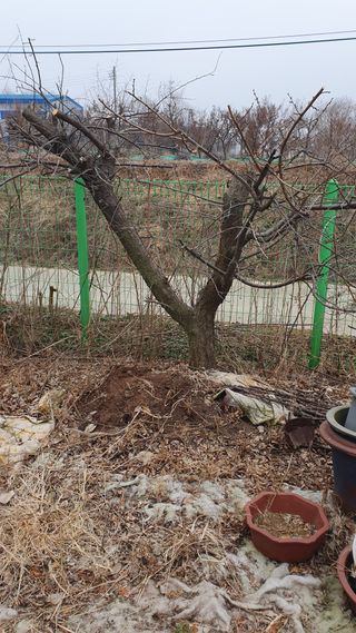 송완춘님의 매실 · 영농일지 작성글 사진