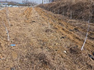 이선희님의 사과 · 영농일지 작성글 사진