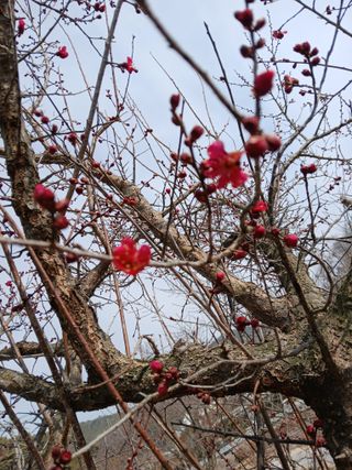 최훈님의 매실 · 영농일지 작성글 사진