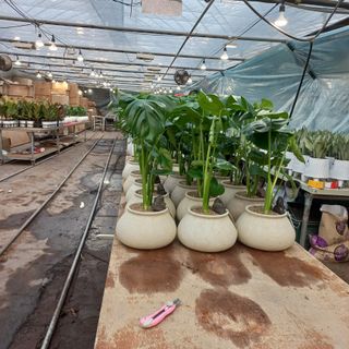 두릅나무15847님의 기타작물 · 영농일지 작성글 사진