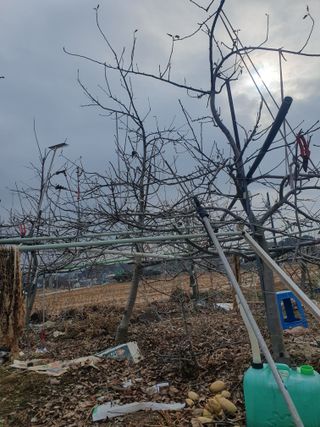 엄기덕님의 시금치 · 영농일지 작성글 사진