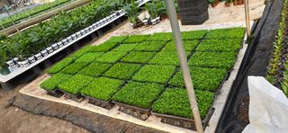 두릅나무15847님의 기타작물 · 영농일지 작성글 사진