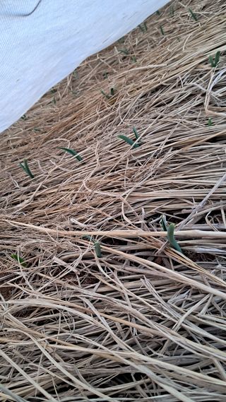 bpjh9173님의 마늘 · 영농일지 작성글 사진