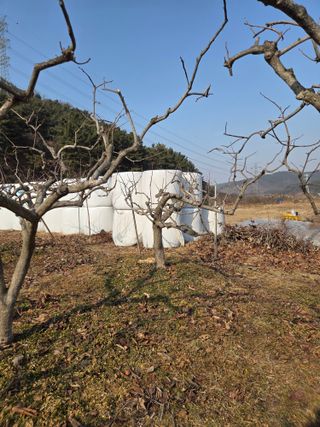 농촌사랑님의 감 · 영농일지 작성글 사진