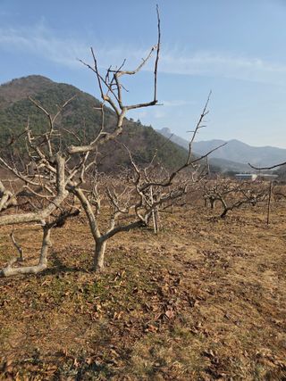 농촌사랑님의 감 · 영농일지 작성글 사진