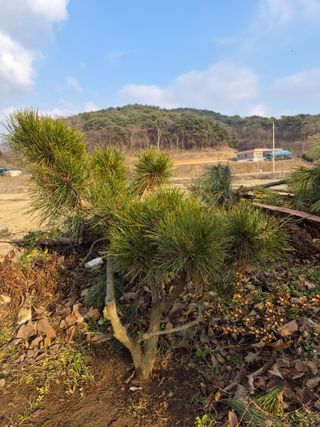 Kns4324님의 배추 · 영농일지 작성글 사진