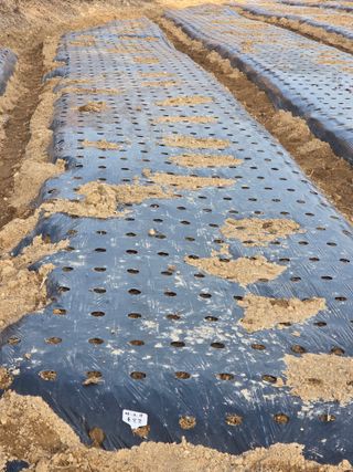 김정은님의 기타작물 · 영농일지 작성글 사진