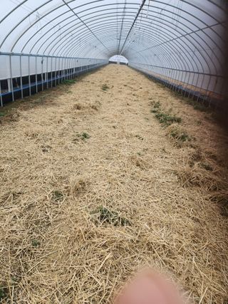 김저팔계님의 기타작물 · 영농일지 작성글 사진