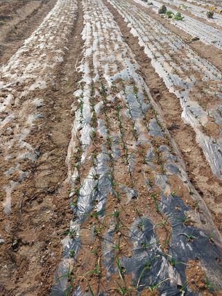 상추20832님의 마늘 · 영농일지 작성글 사진