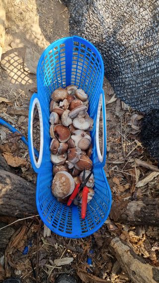 김동명님의 버섯 · 영농일지 작성글 사진