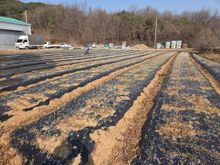 김정은님의 마늘 · 영농일지 작성글 사진