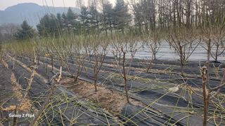 정헌경님의 매실 · 영농일지 작성글 사진