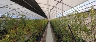 류근택님의 블루베리 · 영농일지 작성글 사진