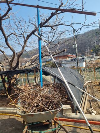 김용대님의 감 · 영농일지 작성글 사진