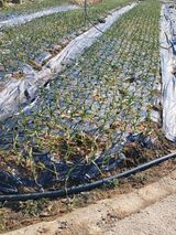 팜모닝 마늘·영농일지 게시글 이미지