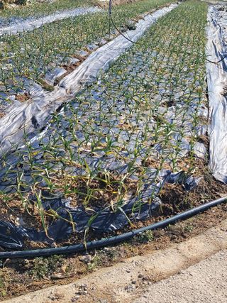 안드레아님의 마늘 · 영농일지 작성글 사진