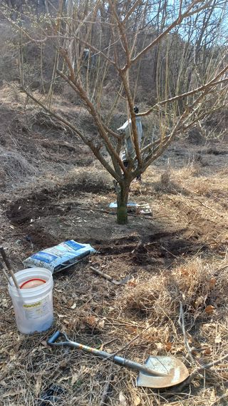 초보 구찌뽕님의 매실 · 영농일지 작성글 사진