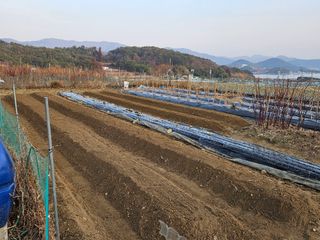 김인수님의 배추 · 영농일지 작성글 사진