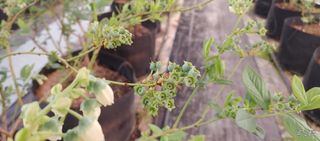 류근택님의 블루베리 · 영농일지 작성글 사진