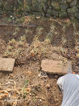 팜모닝 기타작물·영농일지 게시글 이미지