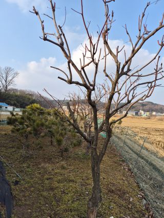 Kns4324님의 배추 · 영농일지 작성글 사진