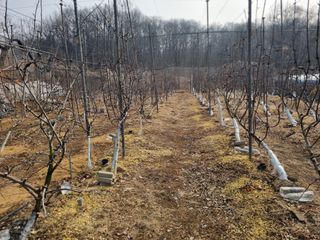 회현농원 샤인머스켓님의 포도 · 영농일지 작성글 사진