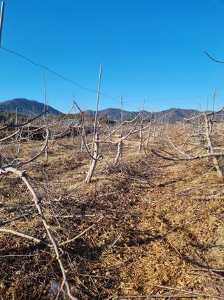 조도제님의 사과 · 영농일지 작성글 사진