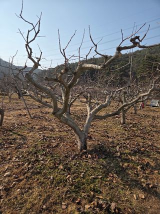 농촌사랑님의 감 · 영농일지 작성글 사진