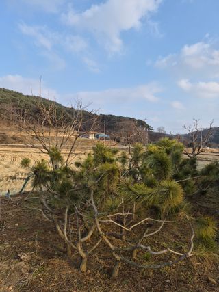 Kns4324님의 배추 · 영농일지 작성글 사진