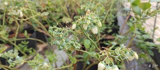 류근택님의 블루베리 · 영농일지 작성글 사진