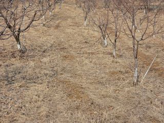 이선희님의 기타작물 · 영농일지 작성글 사진