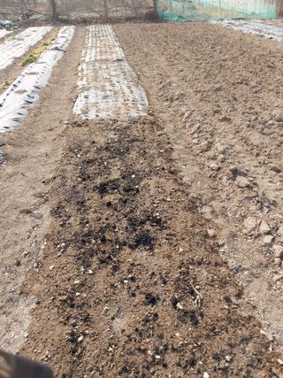 상추20832님의 마늘 · 영농일지 작성글 사진